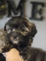 Cinnamon , a female Shihpoo for sale in Elgin, OK – Photo 1 of 4