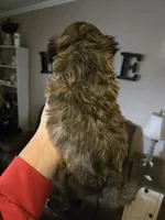 Cinnamon , a female Shihpoo for sale in Elgin, OK – Photo 3 of 4