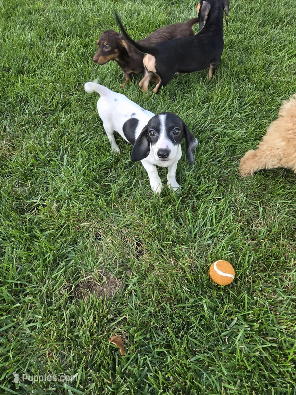Sassy – Miniature Dachshund puppy for sale in Rock Island, IL