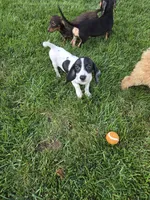 Sassy, a female Miniature Dachshund for sale in Rock Island, IL – 1 of 1