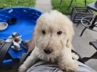 Titan, a male Poodle - Standard  for sale in Rock Island, IL – 3 of 8