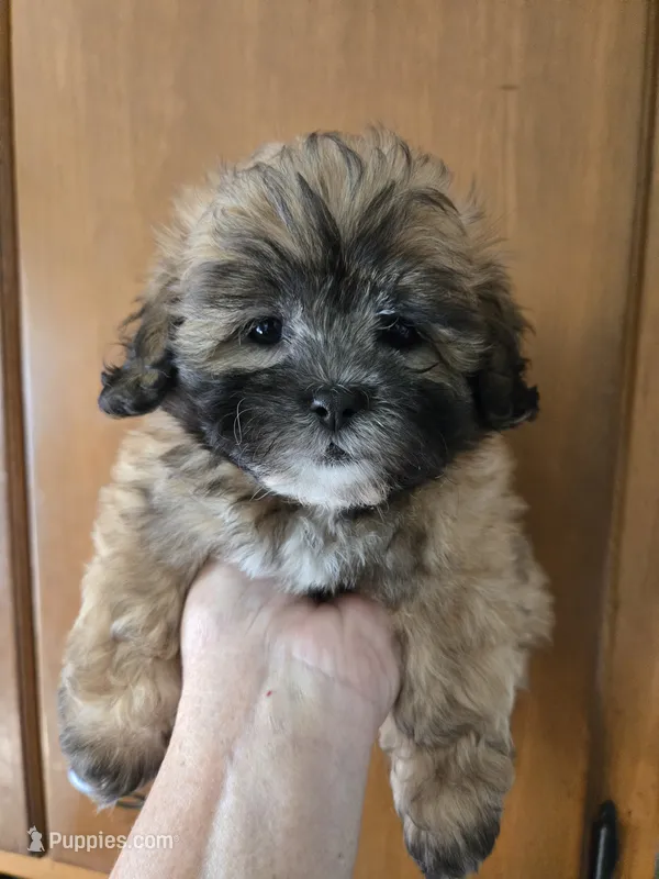 Rosebud – Shihpoo puppy for sale in Rock Island, IL
