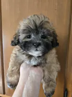 Rosebud, a female Shihpoo for sale in Rock Island, IL – 1 of 3