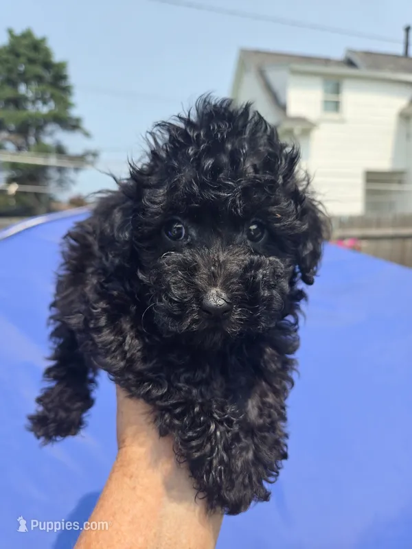 Dude – Poodle - Toy  puppy for sale in Rock Island, IL
