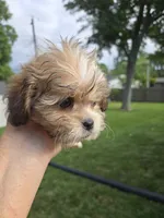 Tyson, a male Shihpoo for sale in Rock Island, IL – 5 of 8