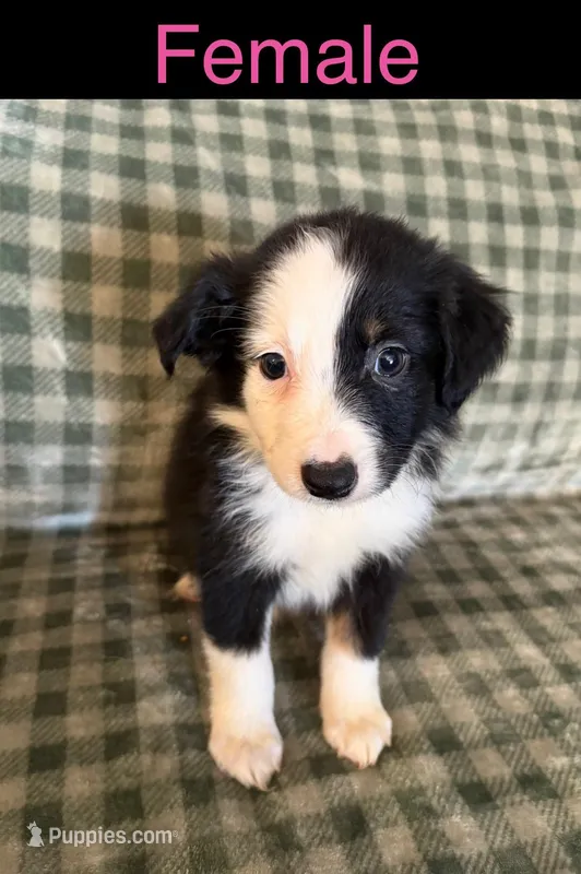 Luna – Miniature Australian Shepherd puppy for sale in Elgin, OK