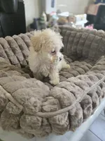 Cinnamon , a female Poodle - Toy  for sale in Rock Island, IL – 2 of 3