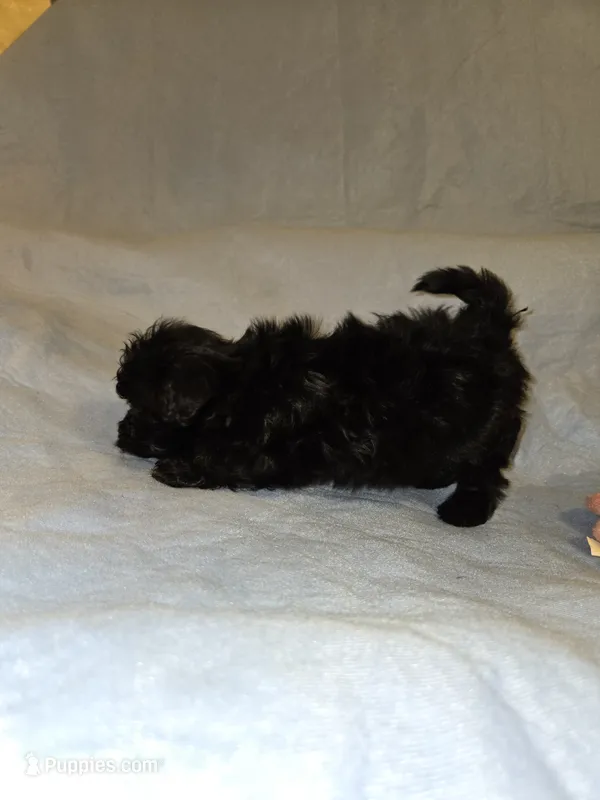 Jet – Shihpoo puppy for sale in Rock Island, IL