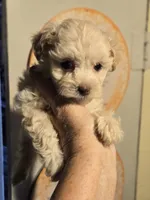Kasper, a male Shihpoo for sale in Rock Island, IL – 3 of 4