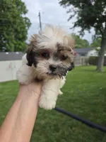 Harley, a male Shihpoo for sale in Rock Island, IL – 5 of 5