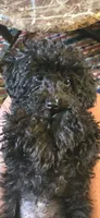Jet, a male Poodle - Toy  for sale in Rock Island, IL – 1 of 10