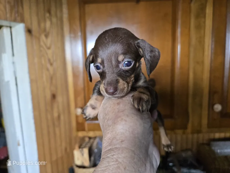 Kahlua – Miniature Dachshund puppy for sale in Rock Island, IL