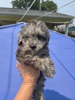Harley, a male Poodle - Toy  for sale in Rock Island, IL – 1 of 2