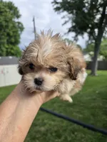 Tyson, a male Shihpoo for sale in Rock Island, IL – 4 of 8