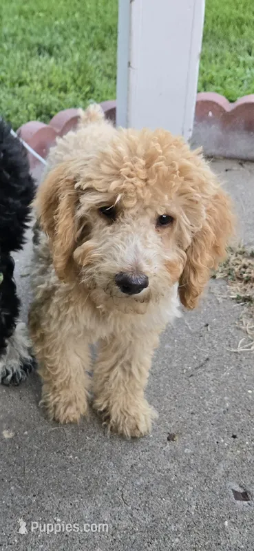 Cinnamon  – Poodle - Standard  puppy for sale in Rock Island, IL