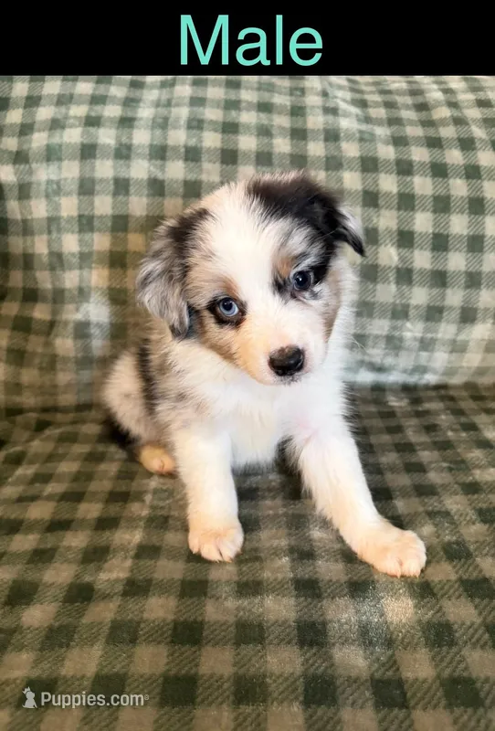 Jocker – Miniature Australian Shepherd puppy for sale in Elgin, OK