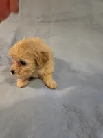 Maxwell , a male Shihpoo for sale in Rock Island, IL – 2 of 6