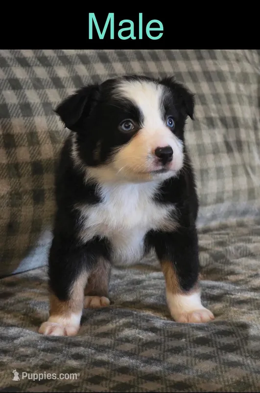 Onxy – Miniature Australian Shepherd puppy for sale in Elgin, OK