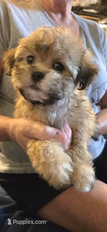 Joker – Shihpoo puppy for sale in Rock Island, IL