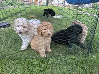 Titan, a male Poodle - Standard  for sale in Rock Island, IL – 6 of 8
