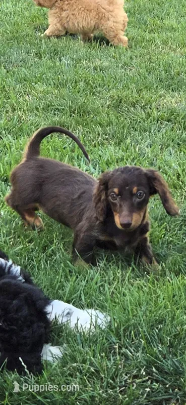 Cocoa – Miniature Dachshund puppy for sale in Rock Island, IL