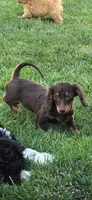 Cocoa, a female Miniature Dachshund for sale in Rock Island, IL – 1 of 3