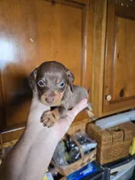 Bailey, a female Miniature Dachshund for sale in Rock Island, IL – 2 of 2