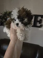 Harley, a female Shihpoo for sale in Elgin, OK – Photo 2 of 4