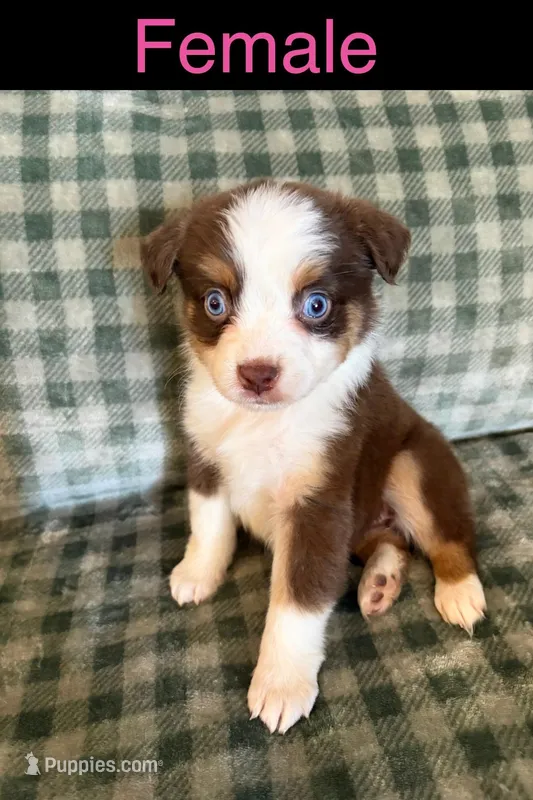 Mia – Miniature Australian Shepherd puppy for sale in Elgin, OK