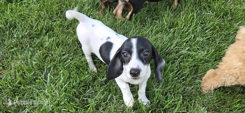 Sassy – Miniature Dachshund puppy for sale in Rock Island, IL