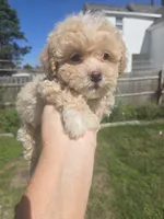 Cinnamon , a male Poodle - Toy  for sale in Rock Island, IL – 3 of 5