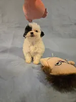 Patches, a female Shihpoo for sale in Rock Island, IL – 2 of 4