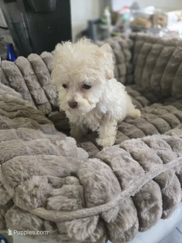 Cinnamon , a female Poodle - Toy  for sale in Rock Island, IL – 1 of 3