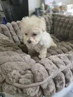 Cinnamon , a female Poodle - Toy  for sale in Rock Island, IL – 1 of 3