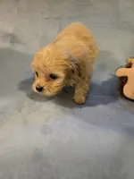 Maxwell , a male Shihpoo for sale in Rock Island, IL – 4 of 6