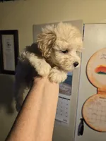 Cotton , a male Shihpoo for sale in Rock Island, IL – 4 of 4