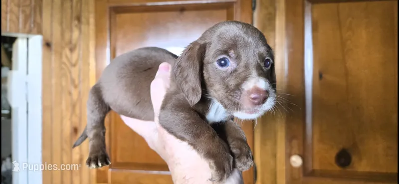 Oscar – Miniature Dachshund puppy for sale in Rock Island, IL