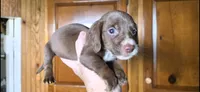 Oscar, a male Miniature Dachshund for sale in Rock Island, IL – 1 of 1