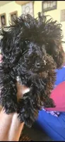 Jet, a male Poodle - Toy  for sale in Rock Island, IL – 10 of 10