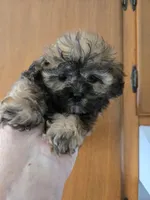 Jasmine, a female Shihpoo for sale in Rock Island, IL – 1 of 3
