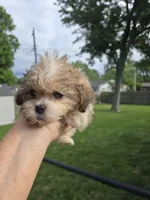 Tyson, a male Shihpoo for sale in Rock Island, IL – 1 of 8
