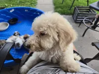 Titan, a male Poodle - Standard  for sale in Rock Island, IL – 2 of 8