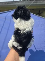 Charlotte , a female Shihpoo for sale in Rock Island, IL – 2 of 2