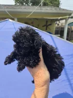 Onyx, a female Shihpoo for sale in Rock Island, IL – 2 of 2