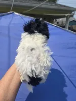 Brooklyn , a female Shihpoo for sale in Rock Island, IL – 2 of 2