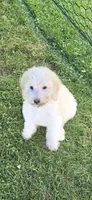 Titan, a male Poodle - Standard  for sale in Rock Island, IL – 1 of 8