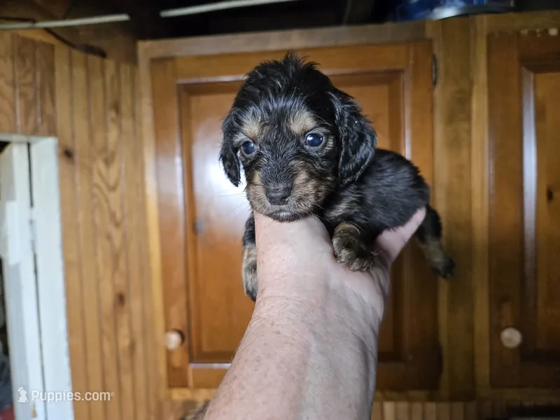 Tyson – Miniature Dachshund puppy for sale in Rock Island, IL