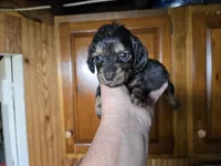 Tyson, a male Miniature Dachshund for sale in Rock Island, IL – 1 of 1