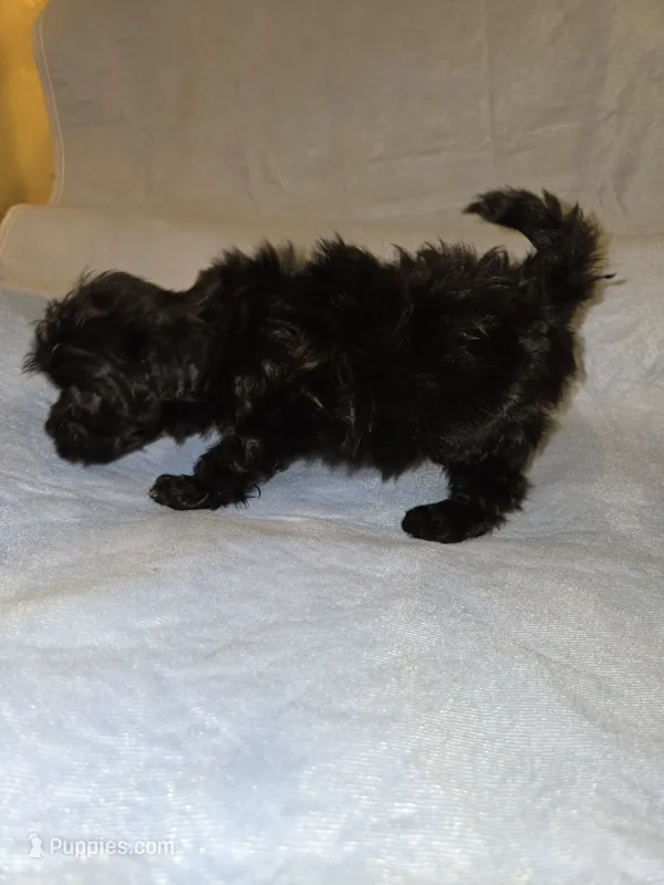Jet – Shihpoo puppy for sale in Rock Island, IL