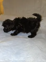 Jet, a male Shihpoo for sale in Rock Island, IL – 2 of 3